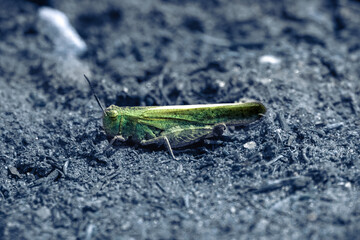 Green Grasshopper