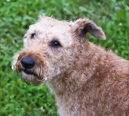 Cute friendly dog outdoors. 
