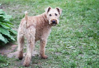 Cute friendly dog outdoors. 