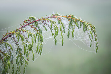 Spruce tree branch in the morning mist.  Juniper tree. 