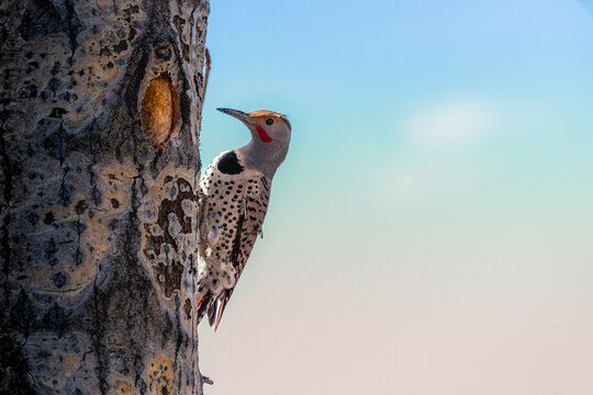 Woodpecker Enjoys Breakfast