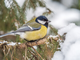 Cute bird Great tit, songbird sitting on a branch without leaves in the autumn or winter.