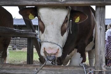 Closeup portrait of a brown cow in the farm