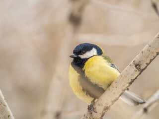 Cute bird Great tit, songbird sitting on a branch without leaves in the autumn or winter.