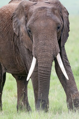 portrait of a large African elephant