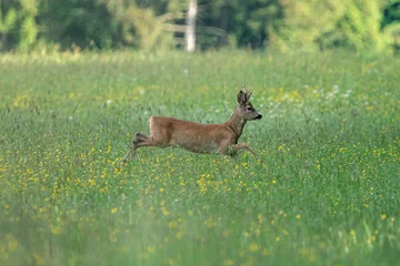 Foto auf Leinwand Walpaper of roe in the field © Patrickkrapf/Wirestock Creators