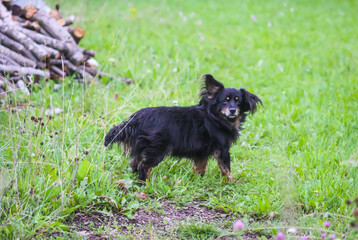 A scared black dog on a green field. 