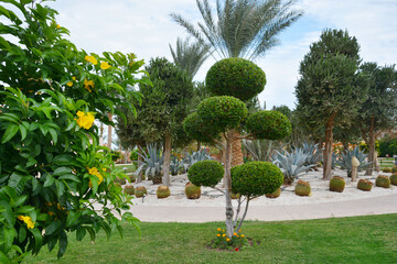 Beautiful hotel area with flowering bushes and palm trees.