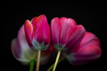 Różowe  tulipany od tyłu. Tulipany na czarnym tle. Zdjęcie z bliska, tło delikatnie rozmazane.