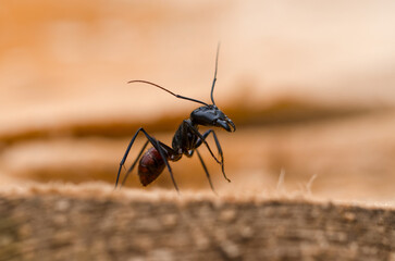 ant on the ground