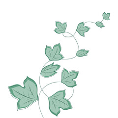Curly green  ivy on a white background. Vector illustration of liana
