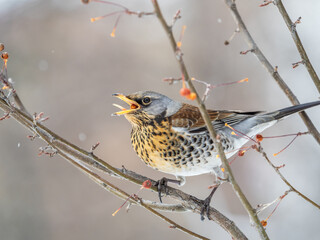 Fieldfare sitting on the bush and feeding on wild red apples in winter or early spring time.