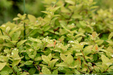 Spirea Japanese firelight. Green leaves. Background. Dew drops on leaves.