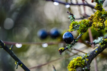 Shallow focus shot of Blackthorn growing on the tree in the garden with blurred background