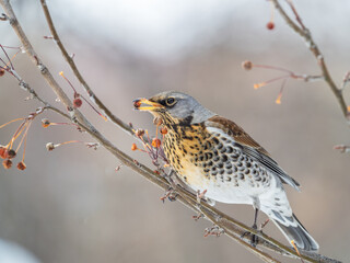 Fieldfare sitting on the bush and feeding on wild red apples in winter or early spring time.