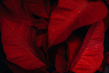 Closeup detail shot of a Poinsettia red plant leaves on a dark background