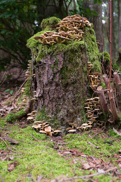Vertical closeup of the mushrooms on the mossy stump. Armillaria tabescens.