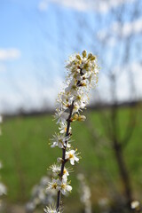 Beautiful flowering trees in spring