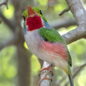 Selective of a Cuban tody (Todus multicolor) brid on a branch