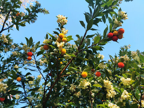 Closeup shot of a strawberry tree under a blue sky