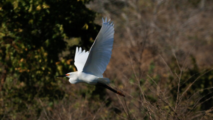 white heron