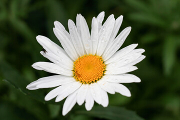 Closeup shot of a daisy (Bellis perennis) with white petals on the blurred background © Rebecca Harding/Wirestock Creators