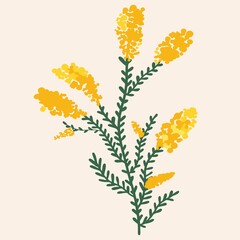 Yellow mimosa on a white background. Flat design, hand drawn cartoon, vector illustration.