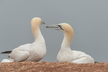 A couple of wild North Atlantic gannets sitting at nest at blue sky solid background and copy space. Concept biodiversity, animal welfare and wildlife conservation.