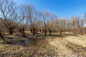 Floodplain forest and willow - Salix caprea. Water flows around the trees. The landscape is...