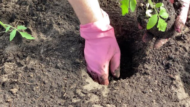 A farmer plants green seedlings with his hands in ground. A gardener with gloves plants tomato seedlings in open air. Eco friendly agriculture concept. Planting seedlings in spring on the plantation.