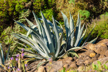 Aloe vera plants grow wild in a ravine on the Canary Island of Tenerife. This magnificent aloe vera on a rocky barranco. Tenerife is home to this valuable medicinal plant.