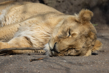 An Asiatic lioness, also known as Panthera leo persica, sleeps peacefully on a rock. The lion is such a big cat of prey.