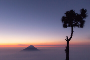 Silhouette of a tree near the Fuego Volcano