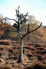 dead tree in cross border park the Zoom and Kalmthout heath in Belgium, the Netherlands