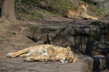 An Asiatic lioness, also known as Panthera leo persica, sleeps peacefully on a rock. The lion is such a big cat of prey.