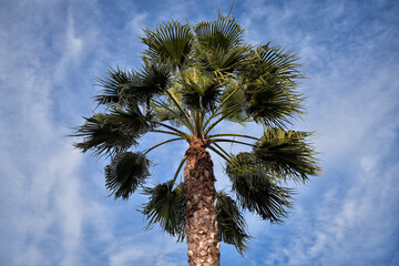 Fototapeta premium palm tree against blue sky