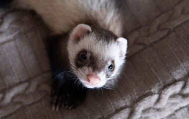 Domestic ferret look up concept. Exotic pet care concept. Isolated on background