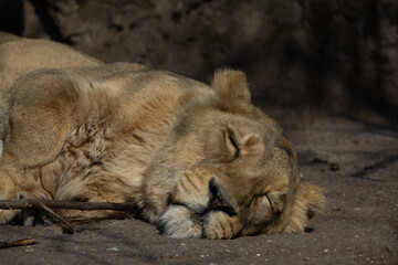 An Asiatic lioness, also known as Panthera leo persica, sleeps peacefully on a rock. The lion is such a big cat of prey.