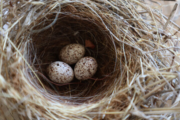 Closeup shot of three speckled quail eggs in a nest