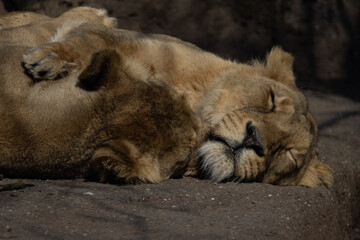Naklejka premium Two Asiatic lions sleep and cuddle with each other on a rock. They are mostly found in India and are also called Panthera leo persica.