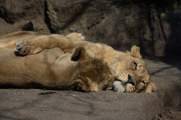 Two Asiatic lions sleep and cuddle with each other on a rock. They are mostly found in India and are also called Panthera leo persica.