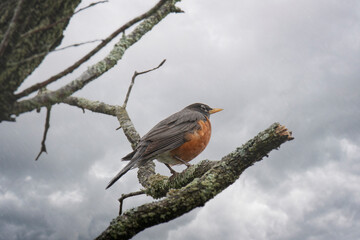 Robin sits perched on a branch during a rain shower