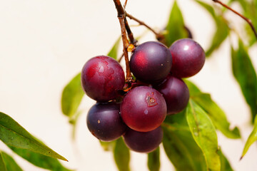 Wild dark red Camu camu fruits on the branch. Camu camu (Myrciaria dubia) is a rare fruit native to...
