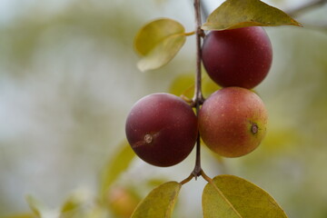 Wild dark red Camu camu fruits still on the branch. Camu camu (Myrciaria dubia) is a rare fruit...