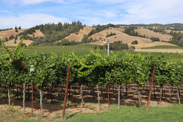 Vineyard rows landscape in Mendocino County, California
