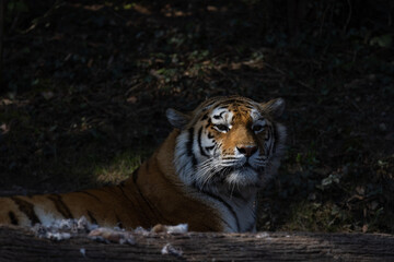 A tiger hides behind a fallen tree trunk so as not to be seen. The largest cat of prey in the world, also called Panthera tigris altaica.