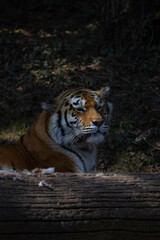 An Amur tiger, also known as Panthera tigris altaica, has just woken up and is looking intently over a tree trunk, observing the surroundings and looking for food.