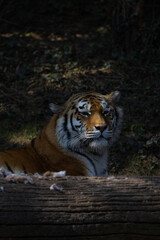 An Amur tiger, also known as Panthera tigris altaica, has just woken up and is looking intently over a tree trunk, observing the surroundings and looking for food.