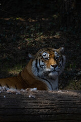 An Amur tiger, also known as Panthera tigris altaica, has just woken up and is looking intently...