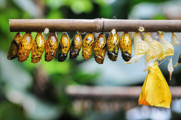 Closeup shot of a row of butterfly cocoons in the forest